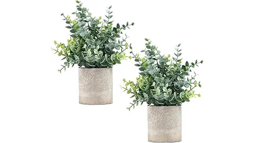 small potted eucalyptus plants