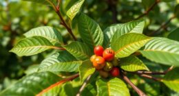 ancient coffea species revival