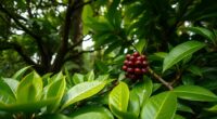 shade farming enhances sweetness