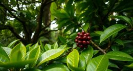 shade farming enhances sweetness