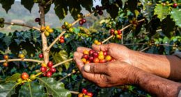 coffee farmers fair livelihood