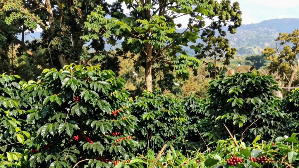 eco friendly shade grown coffee