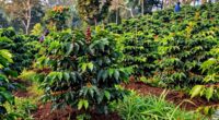 sustainable coffee farming practices