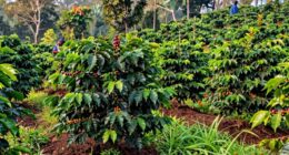sustainable coffee farming practices
