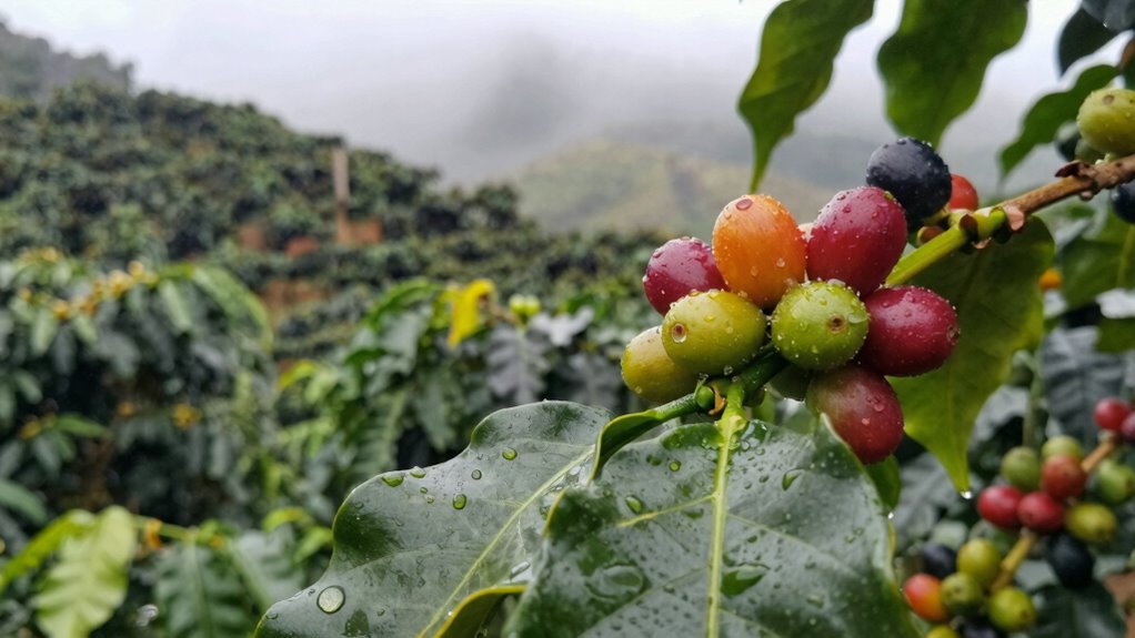 water use in coffee cultivation